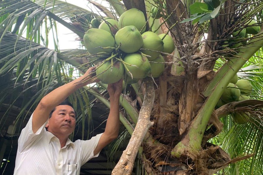 Tiềm năng dừa sáp Trà Vinh